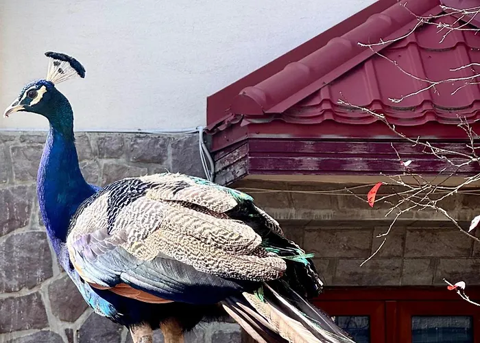 Luxury With View Apartment Brasov